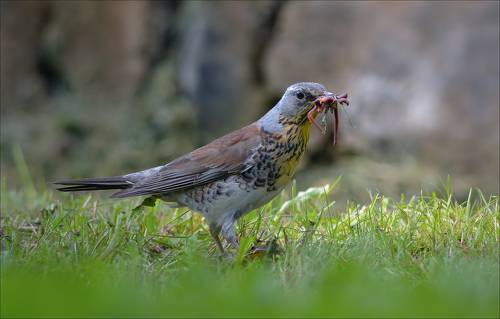 Маловато будет...