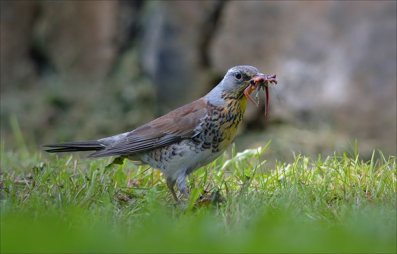 дрозд Маловато будет... фото превью