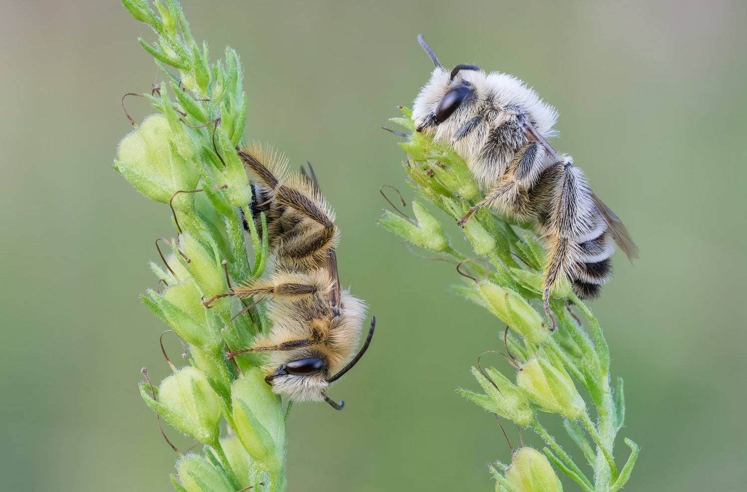 Hairy Legged Mining Bee, bee, macro, Tomas Iva&scaron;auskas