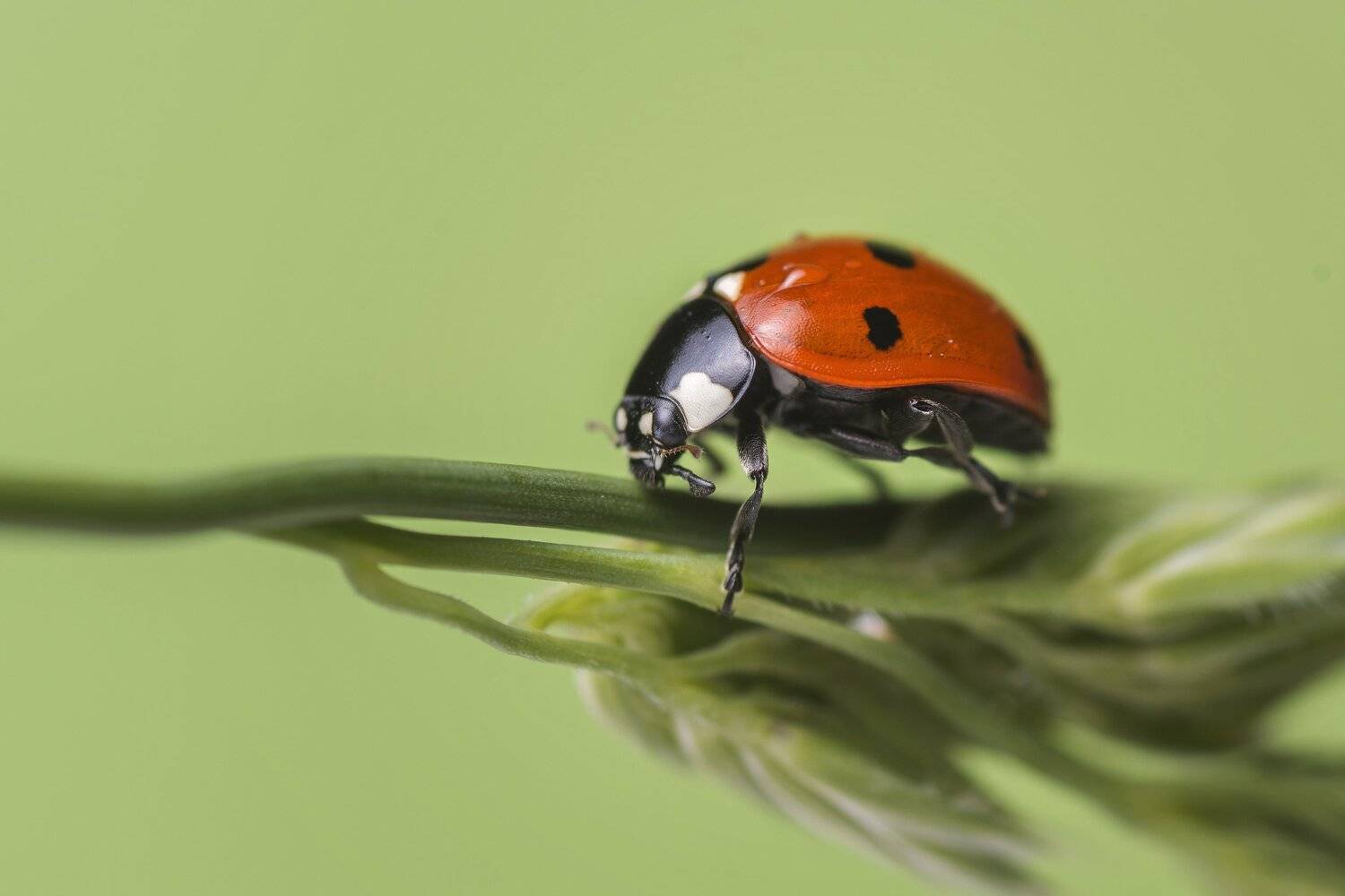 , Максим Вышарь