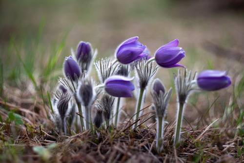 Чудо мохнатое