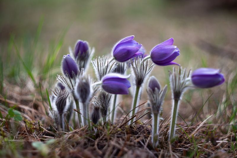 сон-трава, цветы, весна, красота, прострел Чудо мохнатое фото превью