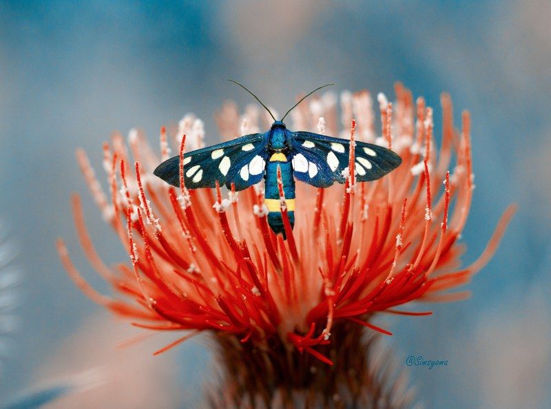 Лжепестрянка обыкновенная фото превью