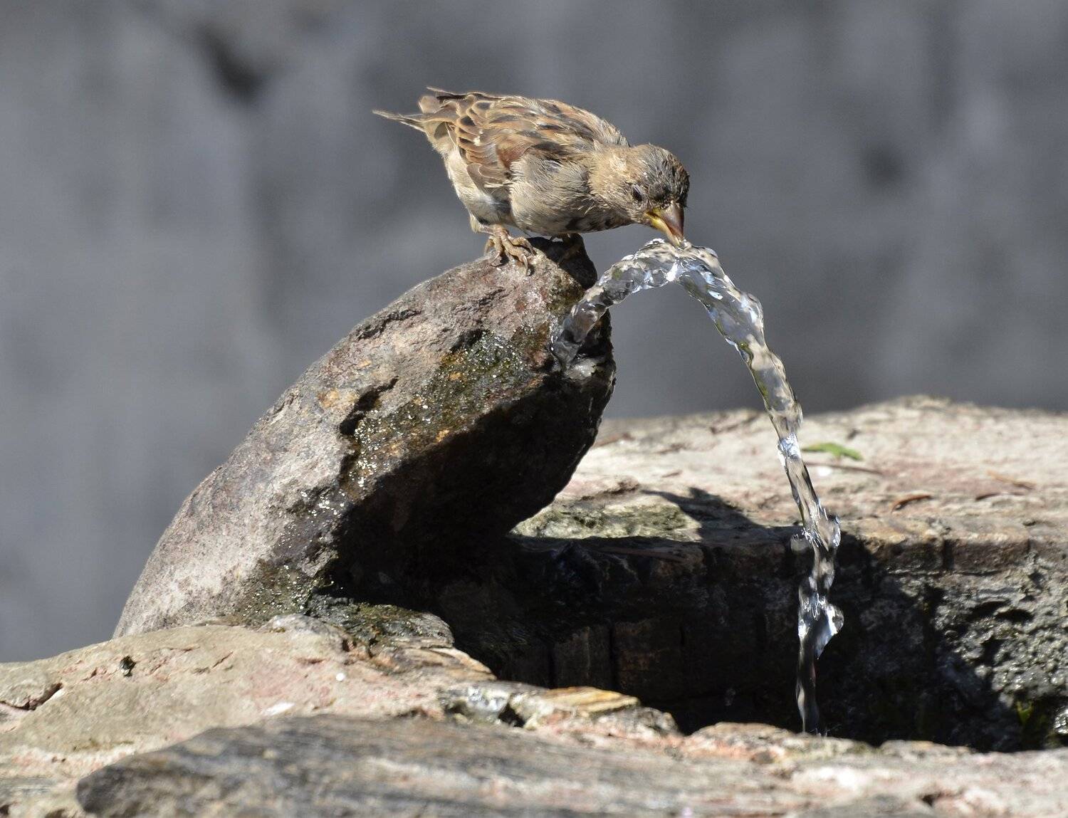 , ДМИТРИЙ ПУЗЕНКО