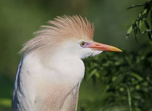 Египетская цапля -Cattle Egret