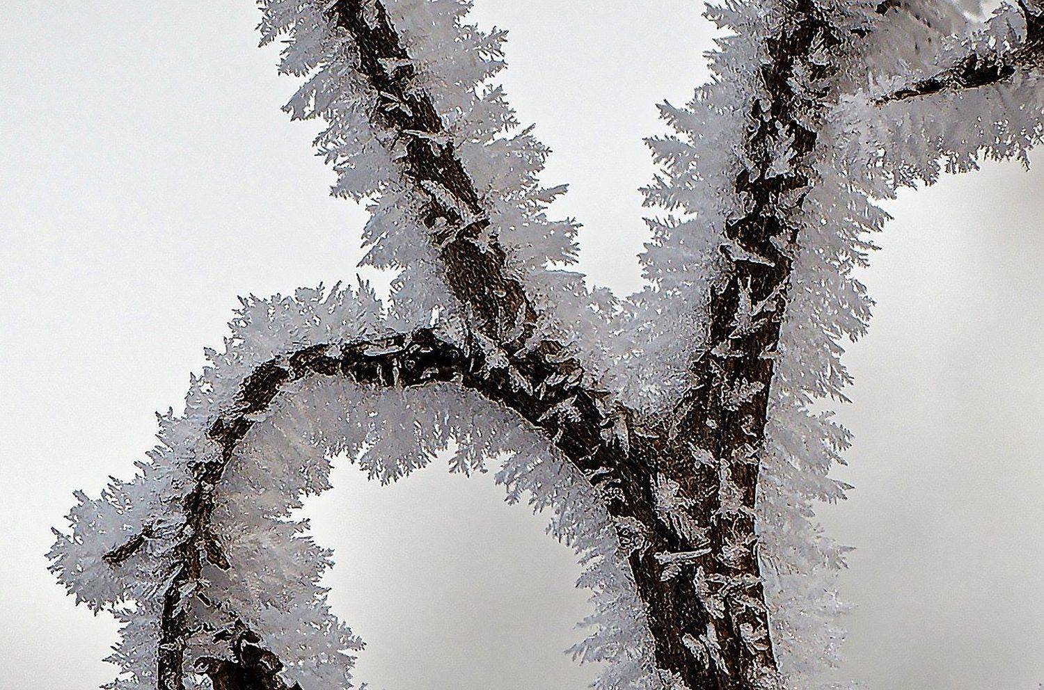 иней, зима, ветки, Сергей Духанин