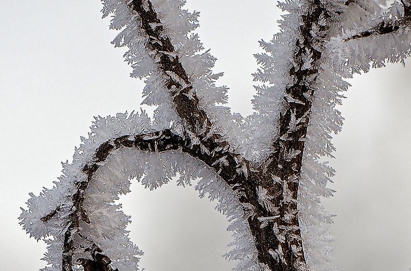 иней, зима, ветки  фото превью
