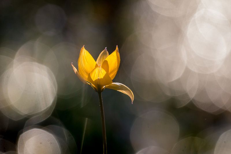 тюльпан лесной, первоцветы, цветы, flowers, primulas, túlipa sylvéstris Лесной тюльпан фото превью