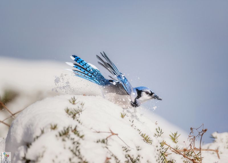 Playing in snow фото превью