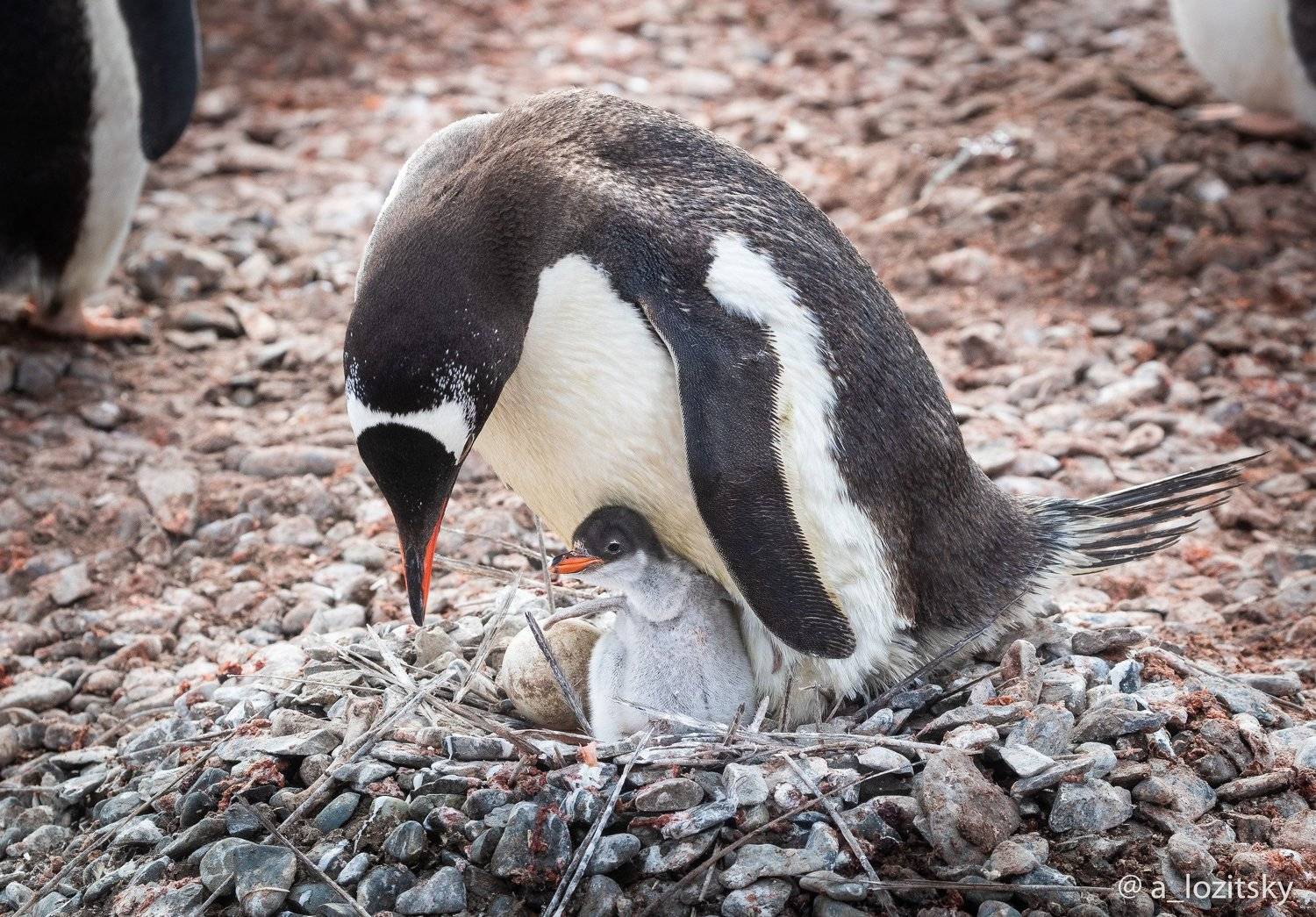 , Александр Лозицкий