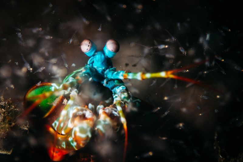 богомол, креветка, макро, подводный мир охота фото превью