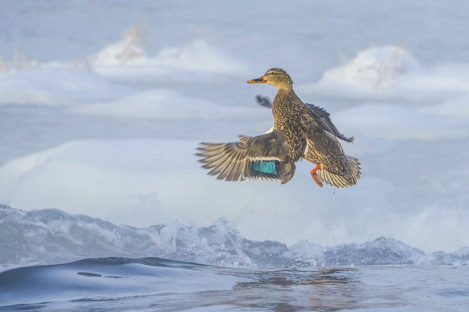 утка, кряква,  птица, Михаил Агеев