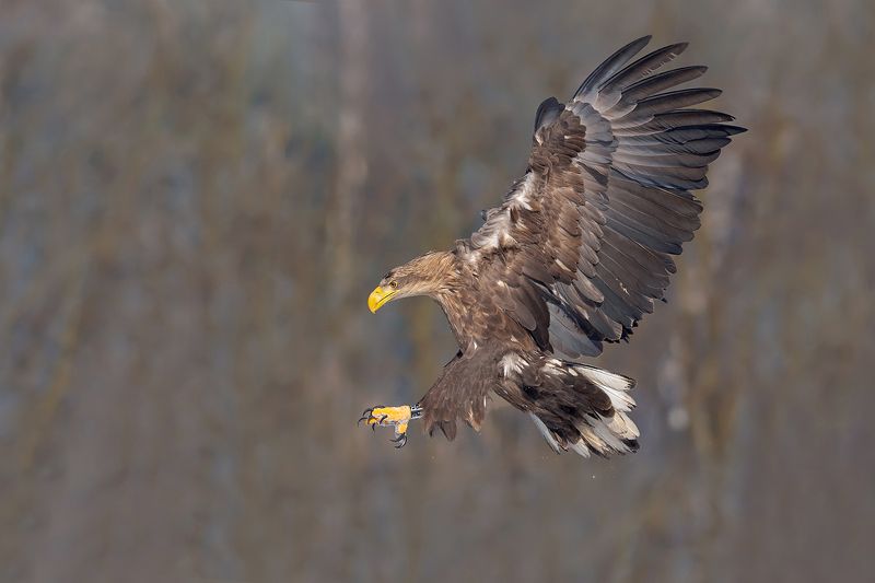 BIELIK фото превью