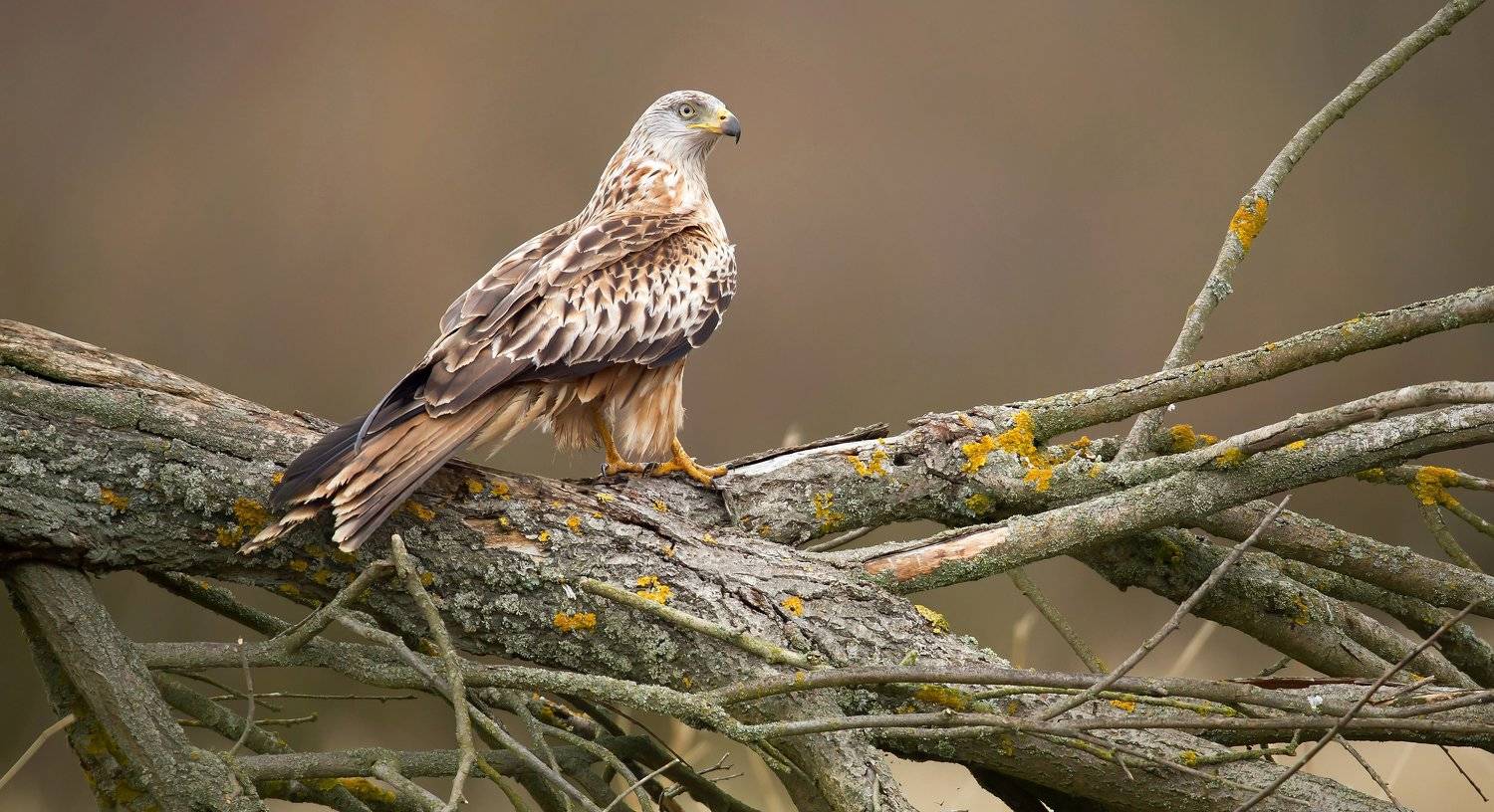 , Grzegorz Dąbrowski