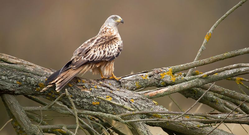 KANIA RUDA фото превью