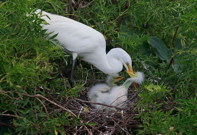 большая белая цапля, цапля, heron, florida, great egret, флорида Great Egret. Feeding Time -Большая белая цапля фото превью