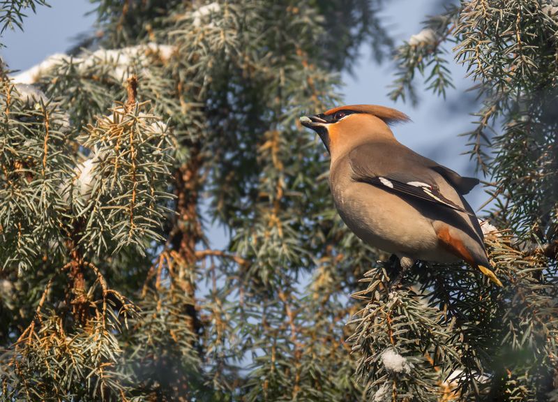 птица, свиристель, зима, Свиристель .. фото превью