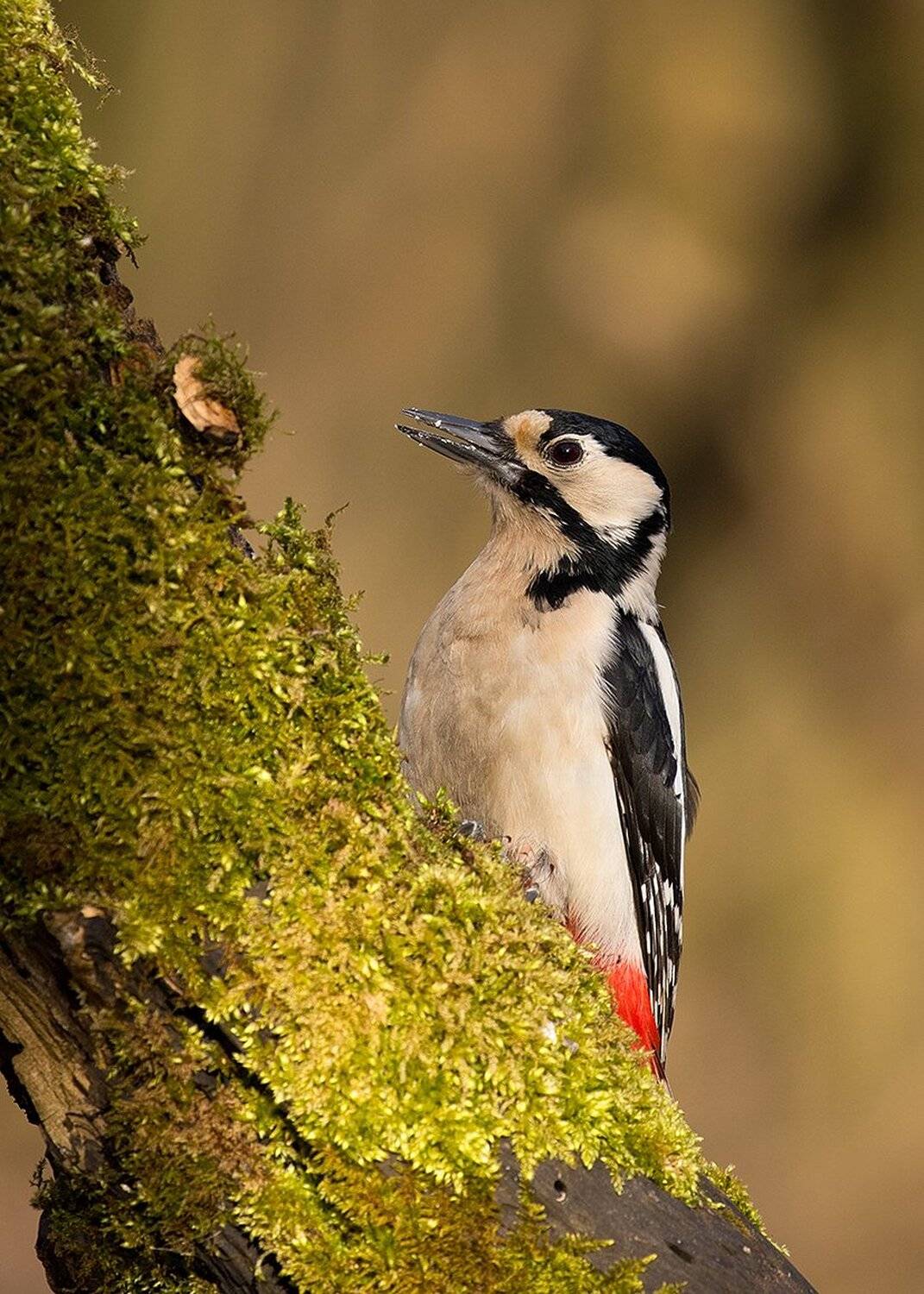, Robert Adamec