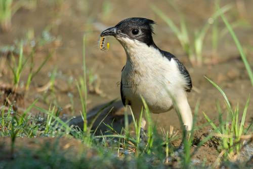 Jacobin Cuckoo with catch