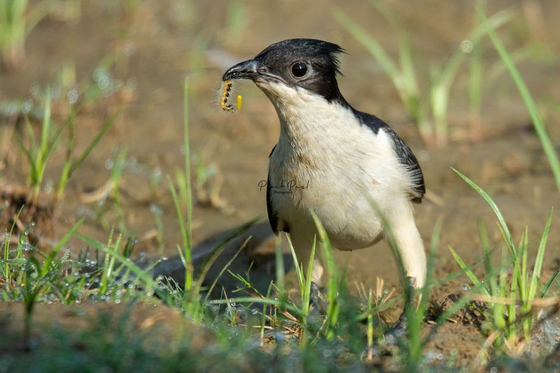 birds, bird, animal, wildlife Jacobin Cuckoo with catch фото превью