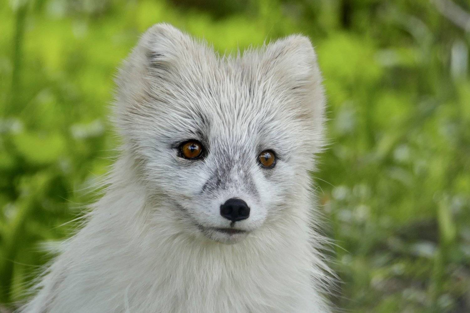 animals, fox, polar, arctic fox, norway, look, white, green, portrait, Svetlana Povarova Ree