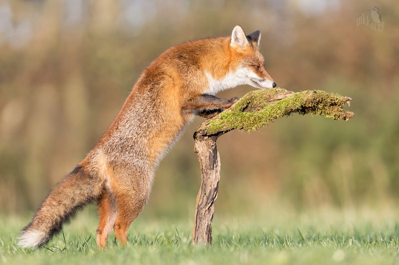 Kitka фото превью