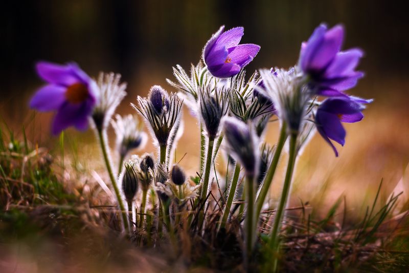 сон-трава, цветы, весна, красота, прострел Пробуждение.... фото превью