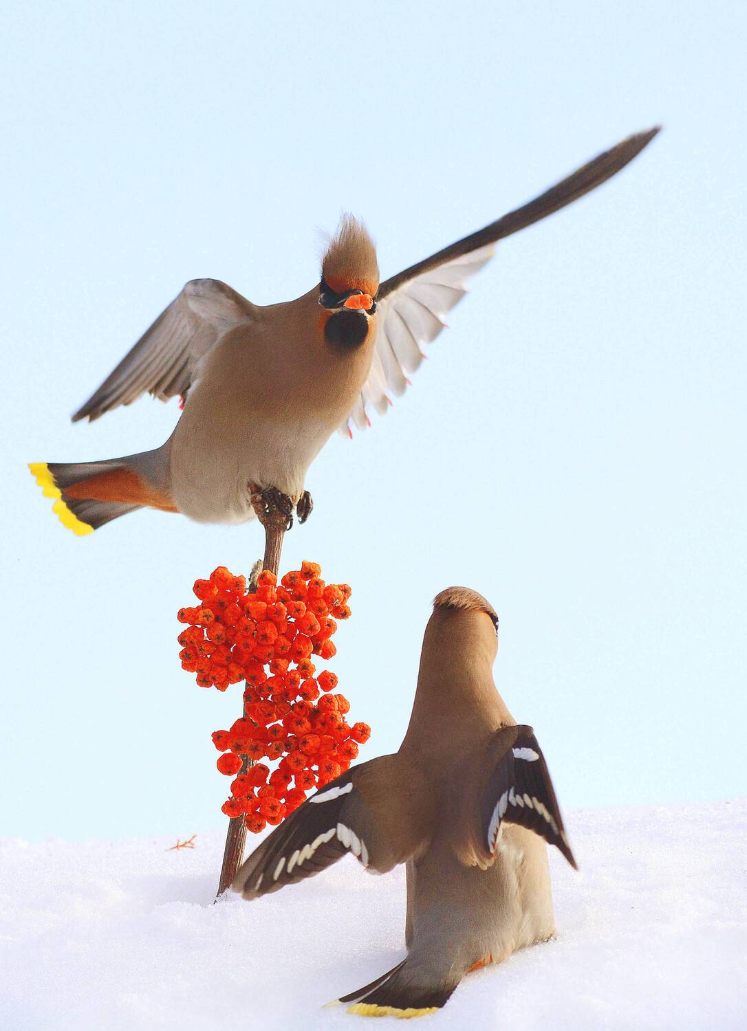 , Михаил Белоусов