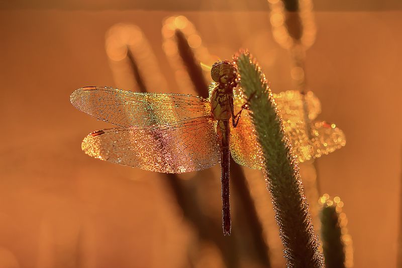 Август фото превью