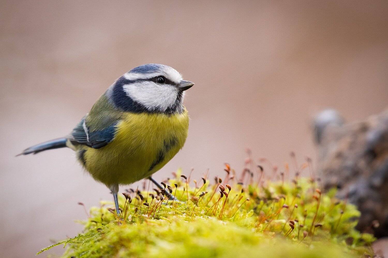 , Robert Adamec