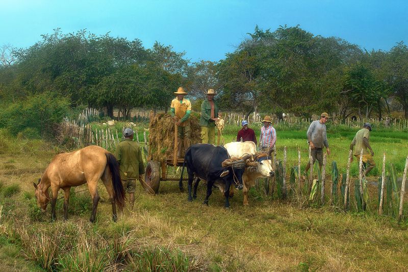 Сельские будни фото превью