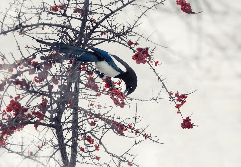 птица, сорока, врановые, зима, облепиха, ягода, на облепихе красной.. (февраль). фото превью