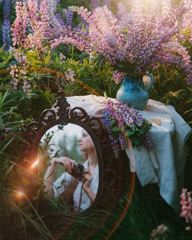 лето, люпины, закат, природа  фото превью