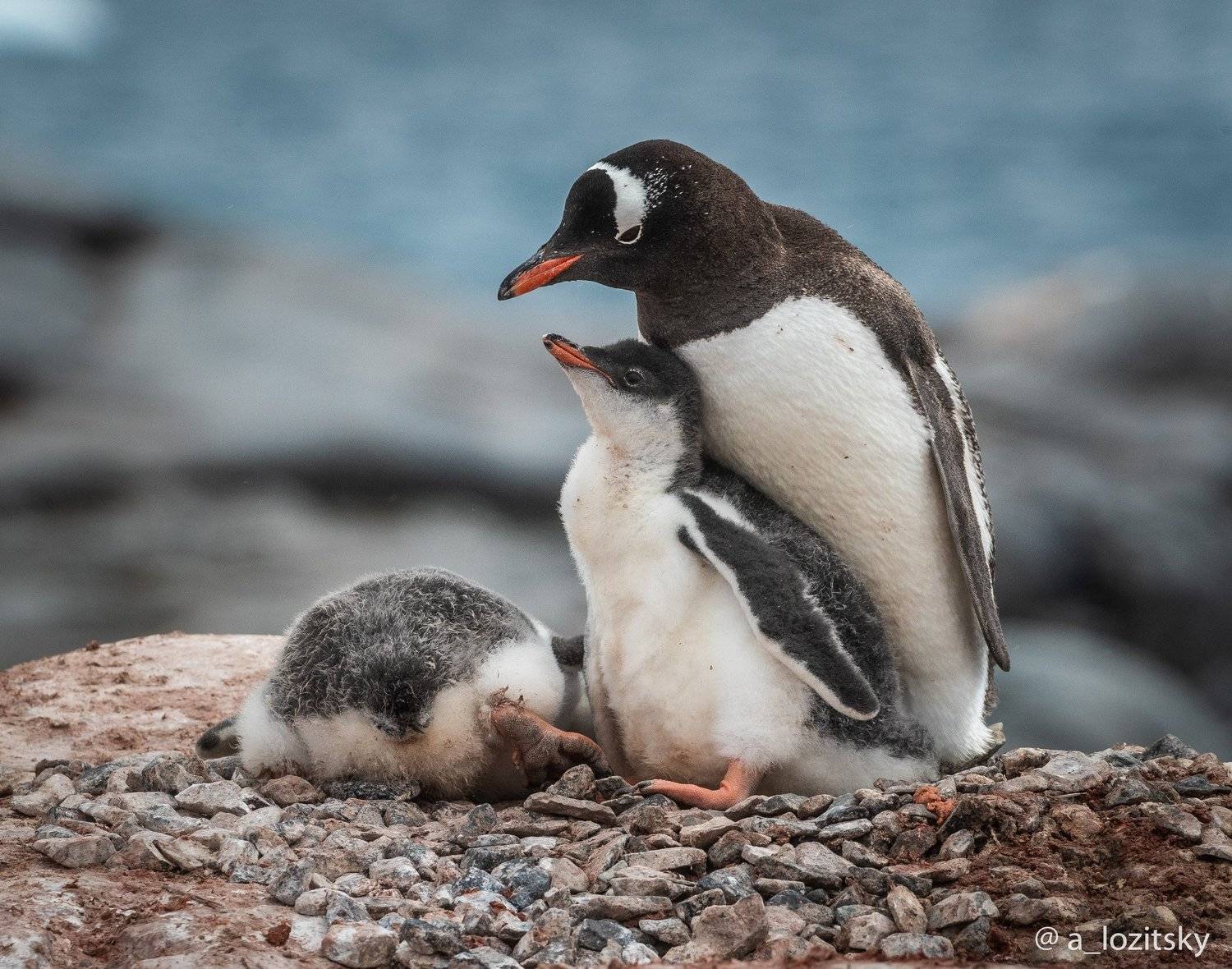 , Александр Лозицкий