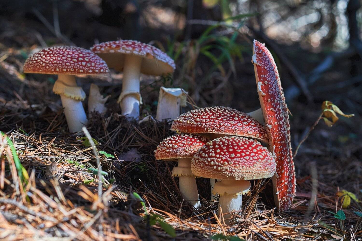 nature, wildlife, fungi, Калин Ботев