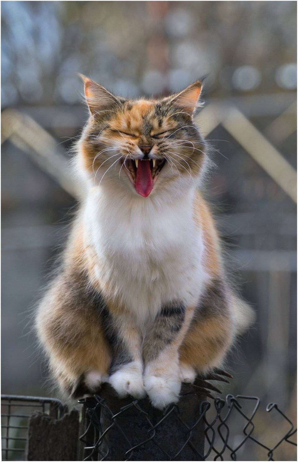 , Владимир Краснов