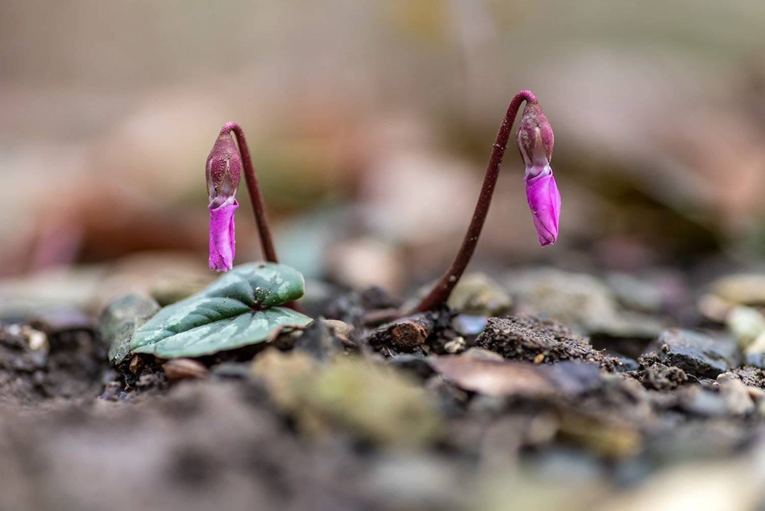, Александр Земляной