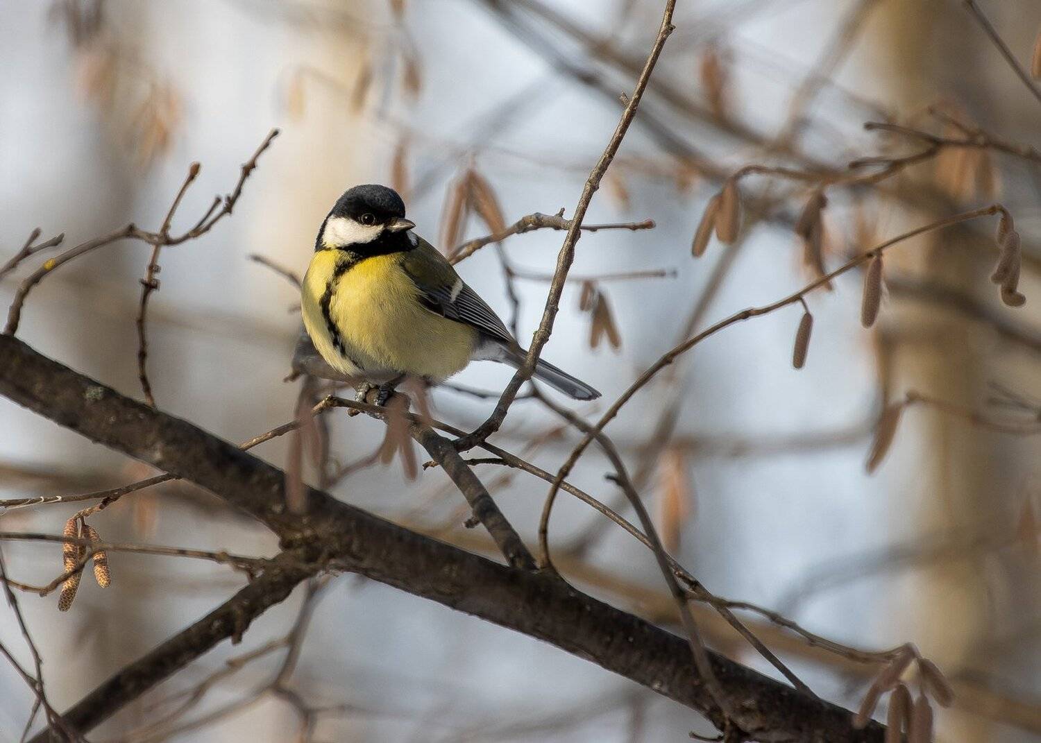 , Кузнецов Дмитрий