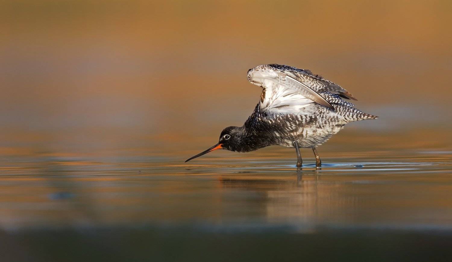 , Grzegorz Dąbrowski