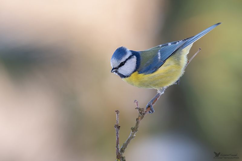 Modraszka фото превью
