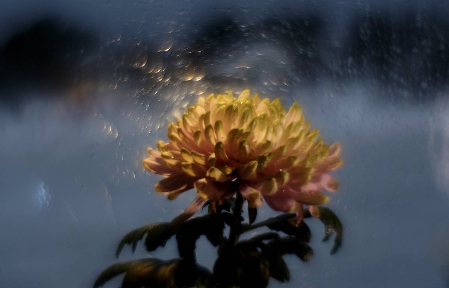 macro, flower,  chrysanthemum, flora, bokeh, light, colors, Svetlana Povarova Ree