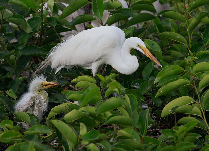 Большая белая цапля. Кормление птенцов. Feeding Time! фото превью