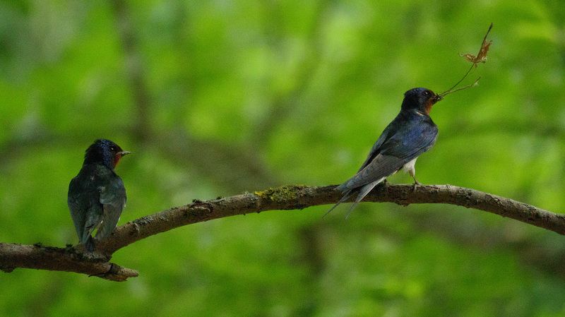 Принёс? фото превью