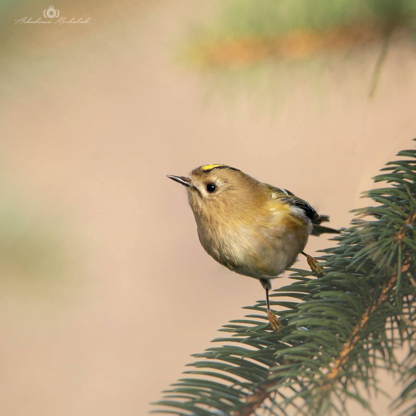 , Arkadiusz Michalak