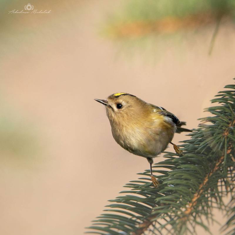 Mysikrólik  (Regulus regulus) фото превью