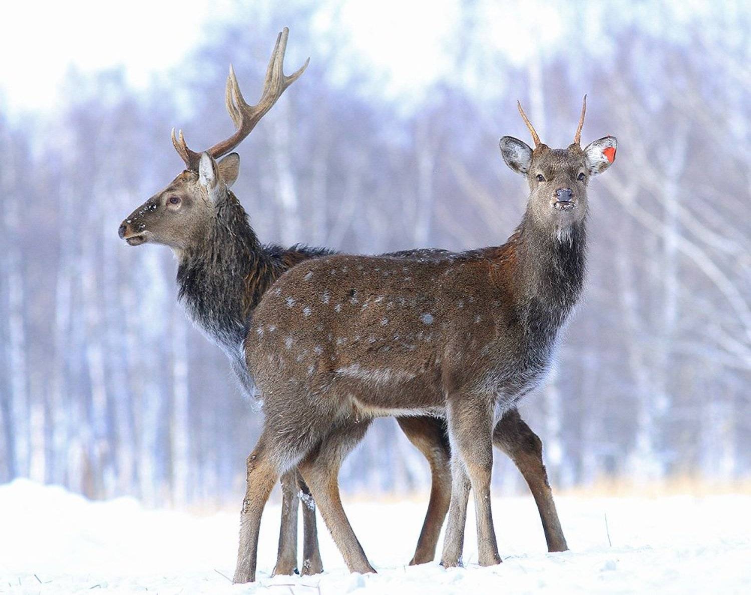 , Михаил Крюков