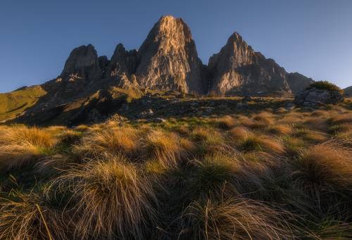 Кочки косматые