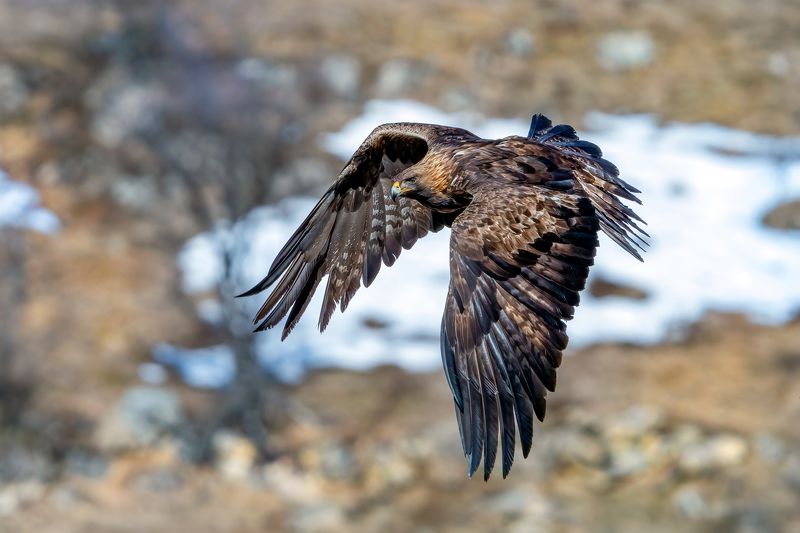 Golden eagle /Aquila chrysaetos/... фото превью
