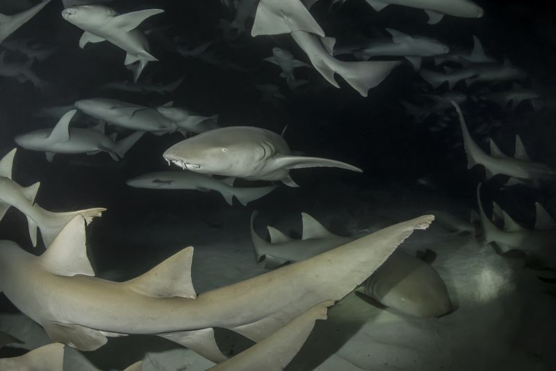 Ночь на Alimathaa фото превью