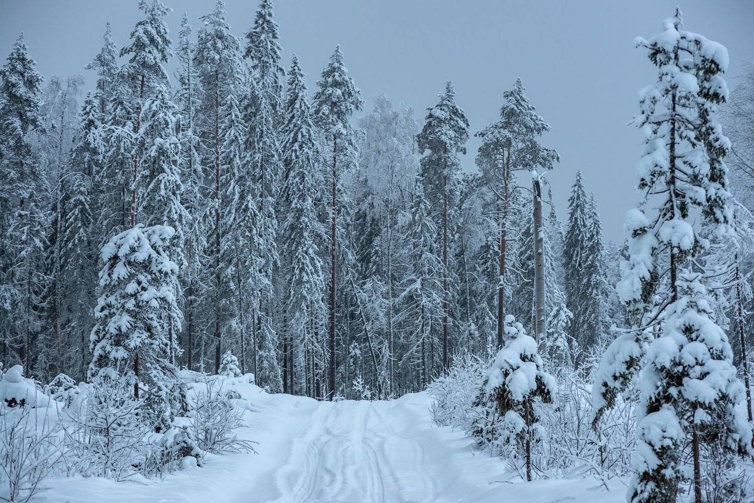 великий двор,вологодчина,кема,север,зима, Роман Горячий